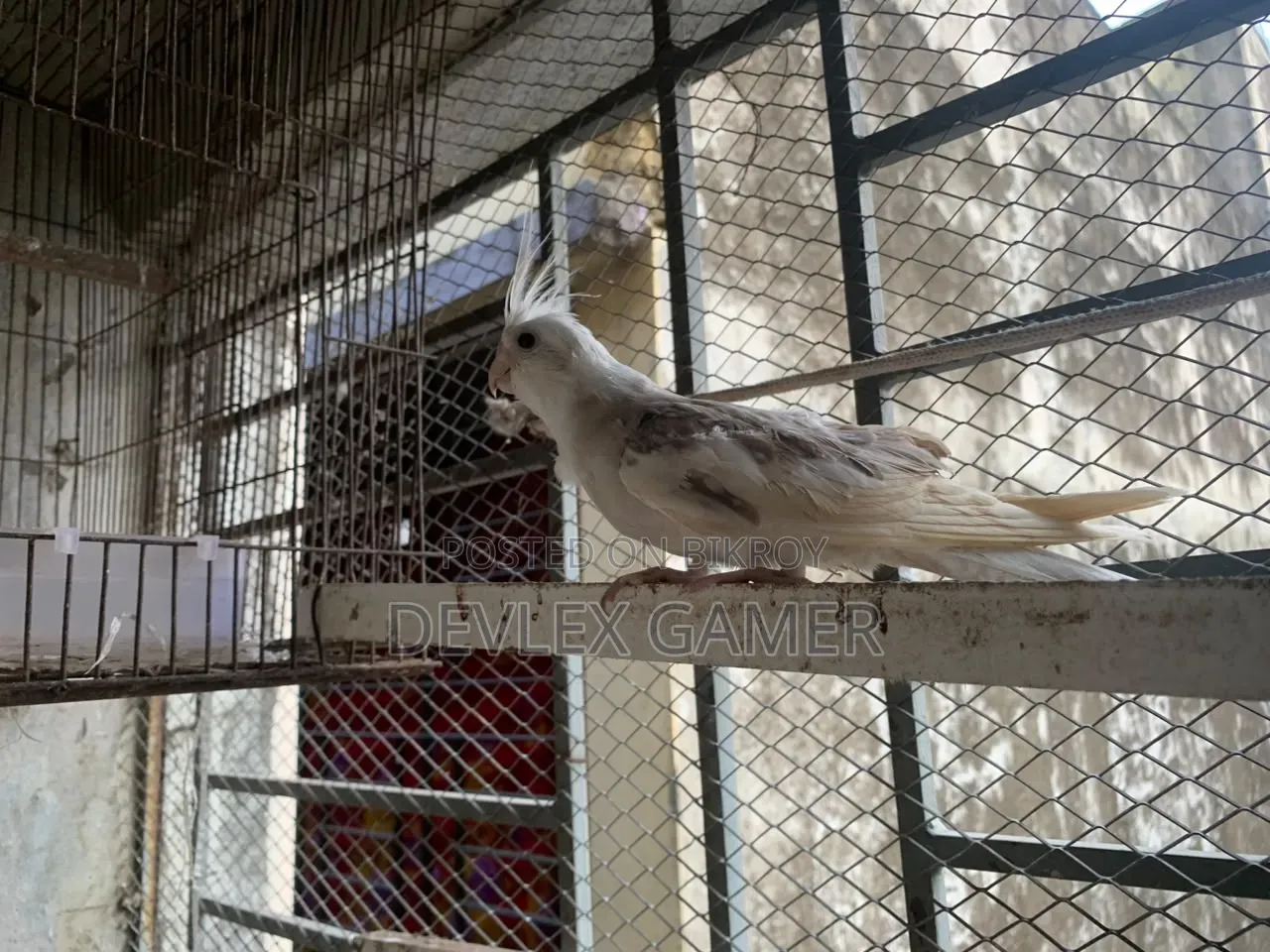 Cockatiel Bird
