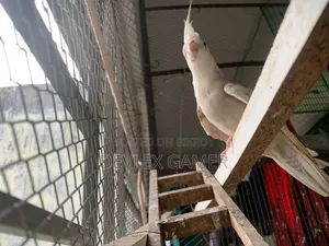 Cockatiel Bird