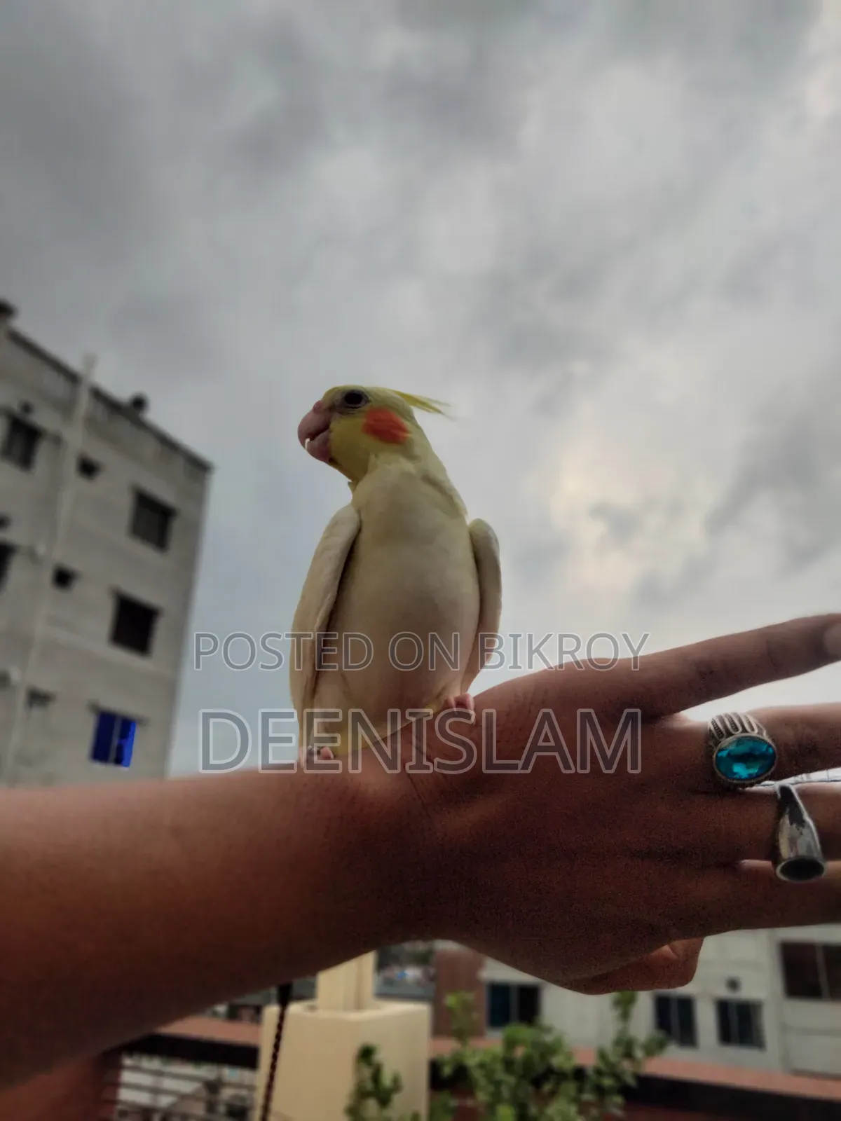 Attractive and healthy Lutino cockatiel bird for sale (6 months old)