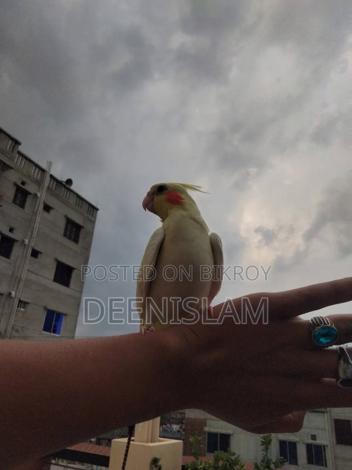Attractive and healthy Lutino cockatiel bird for sale (6 months old)