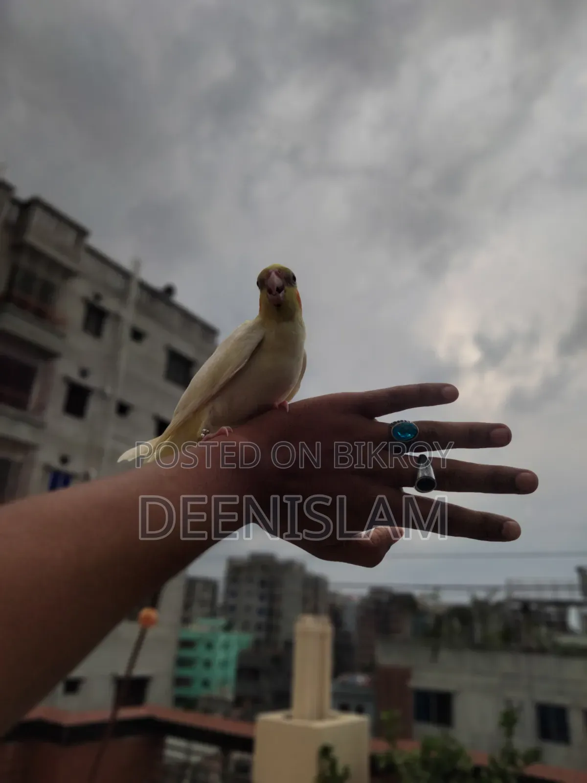 Attractive and healthy Lutino cockatiel bird for sale (6 months old)
