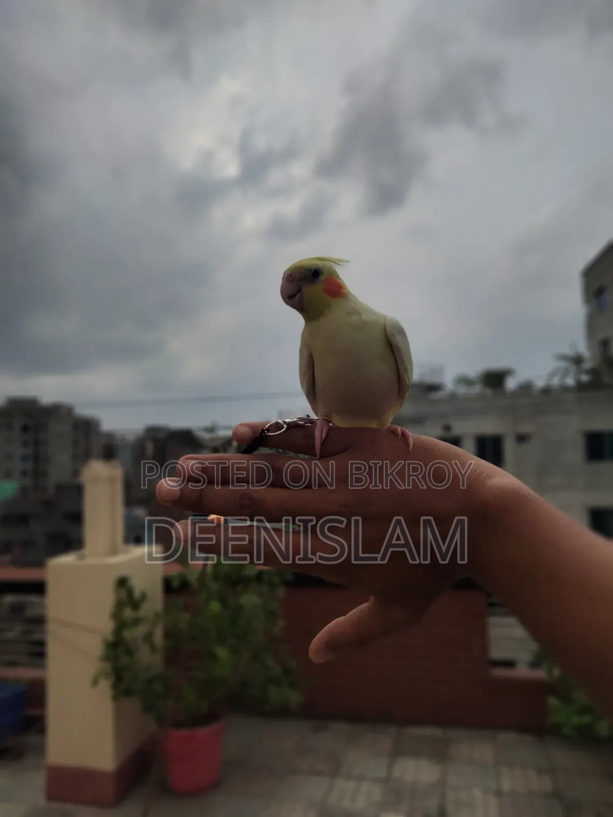Attractive and healthy Lutino cockatiel bird for sale (6 months old)