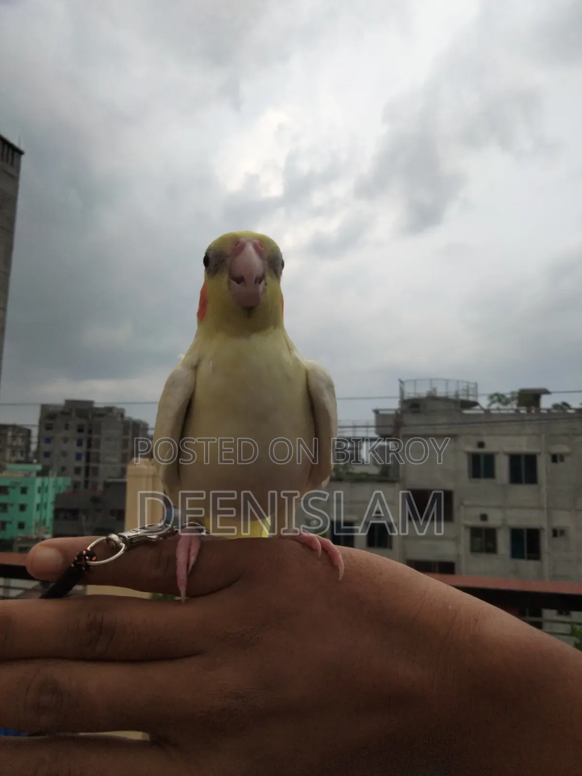 Attractive and healthy Lutino cockatiel bird for sale (6 months old)