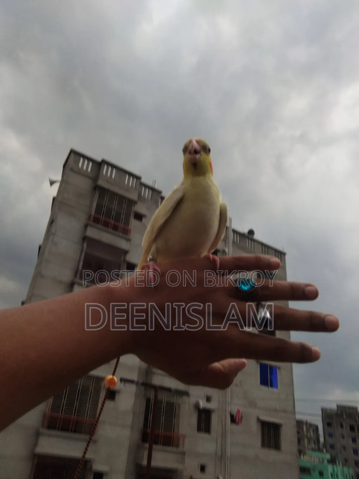 Attractive and healthy Lutino cockatiel bird for sale (6 months old)