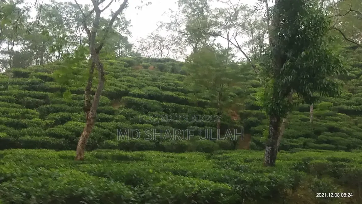 চা বাগান বিক্রয়