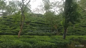 চা বাগান বিক্রয়
