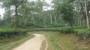 চা বাগান বিক্রয়