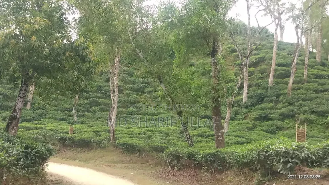 চা বাগান বিক্রয়
