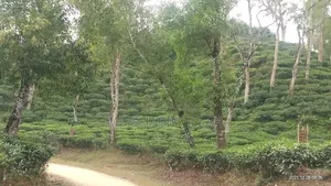 চা বাগান বিক্রয়