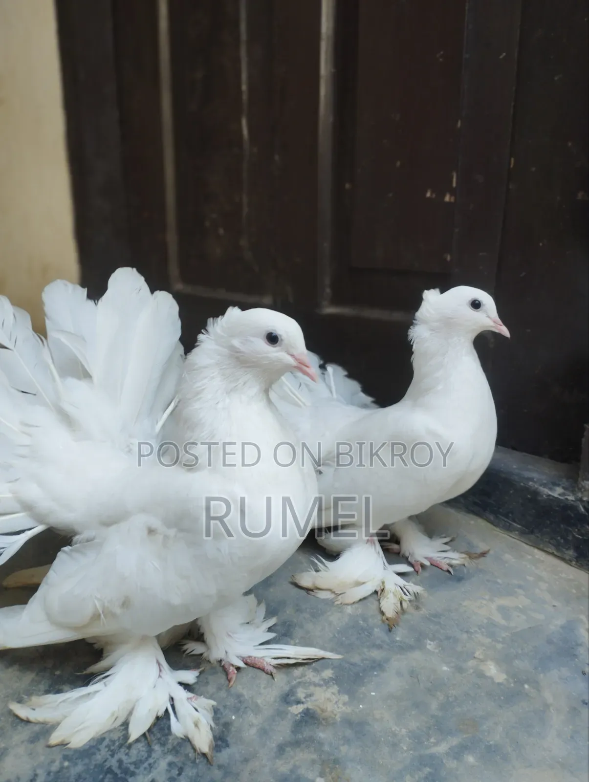 Lakka Pigeon