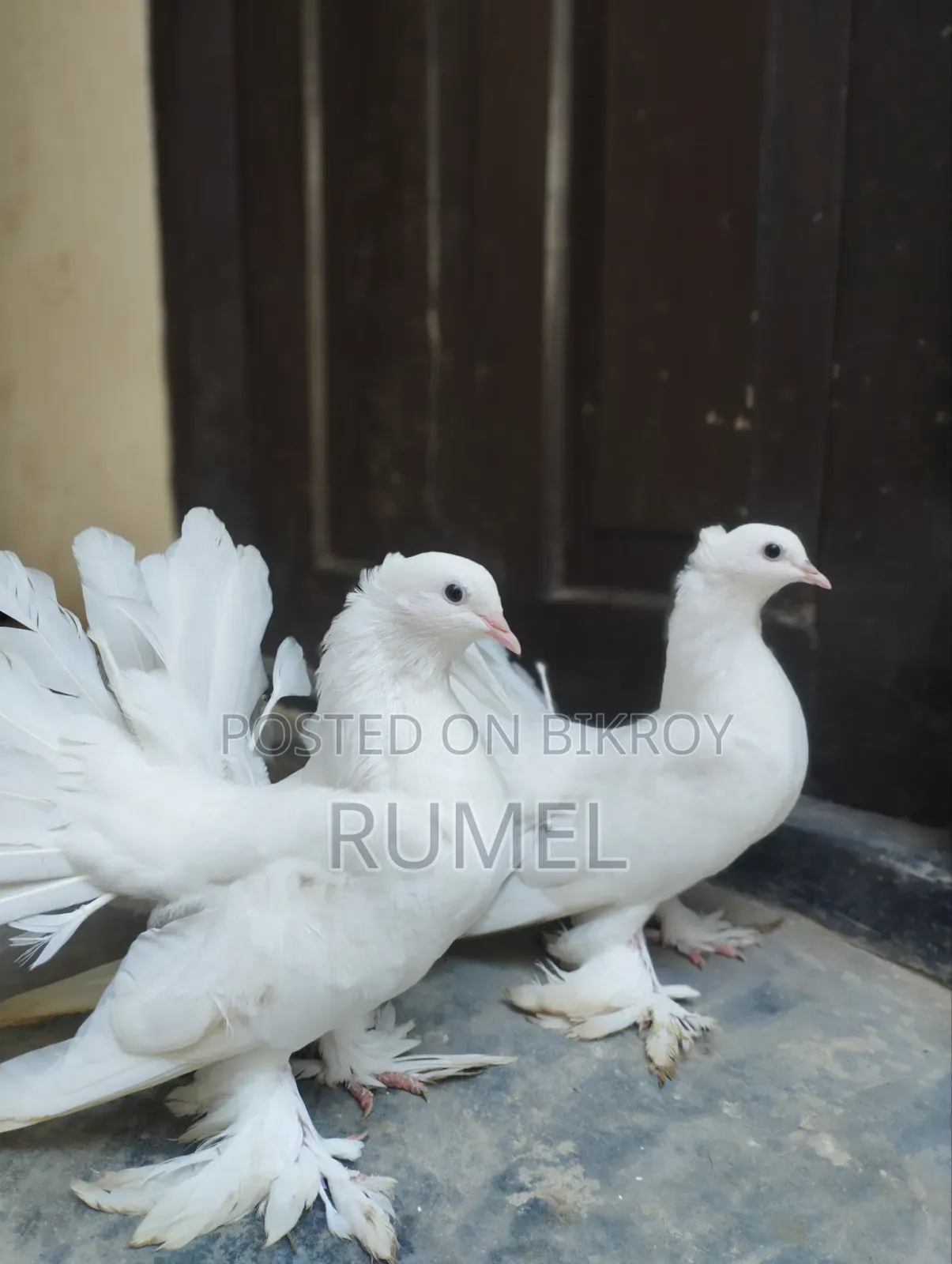 Lakka Pigeon
