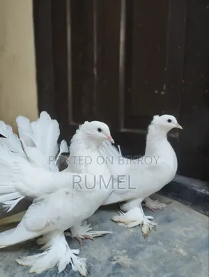 Lakka Pigeon