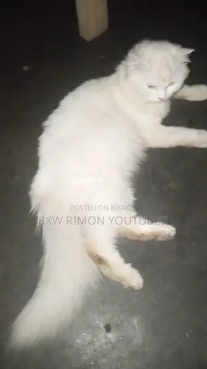 ৬-১২ মাসের মহিলা খাঁটি পার্সিয়ান