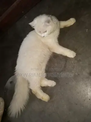 6-12 months Female Purebred Persian