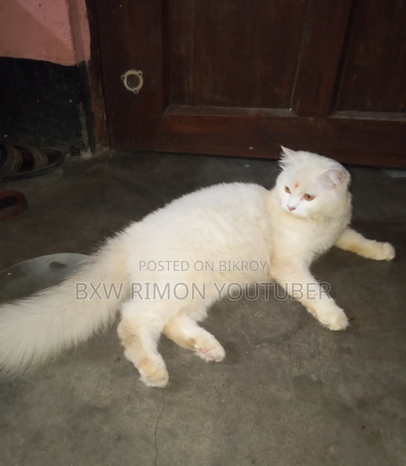 6-12 months Female Purebred Persian