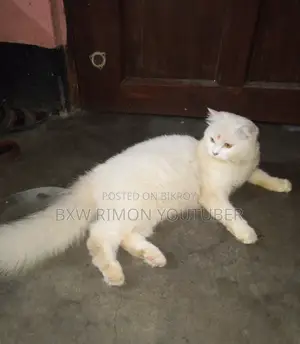 6-12 months Female Purebred Persian