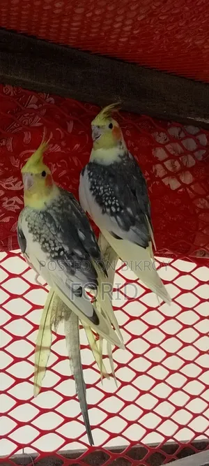 2 Pairs of Cockatiels