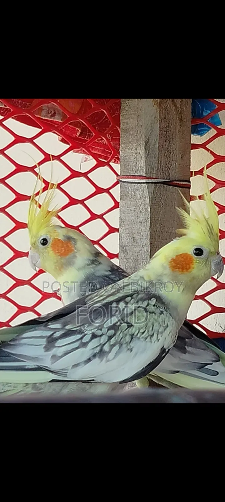 2 Pairs of Cockatiels