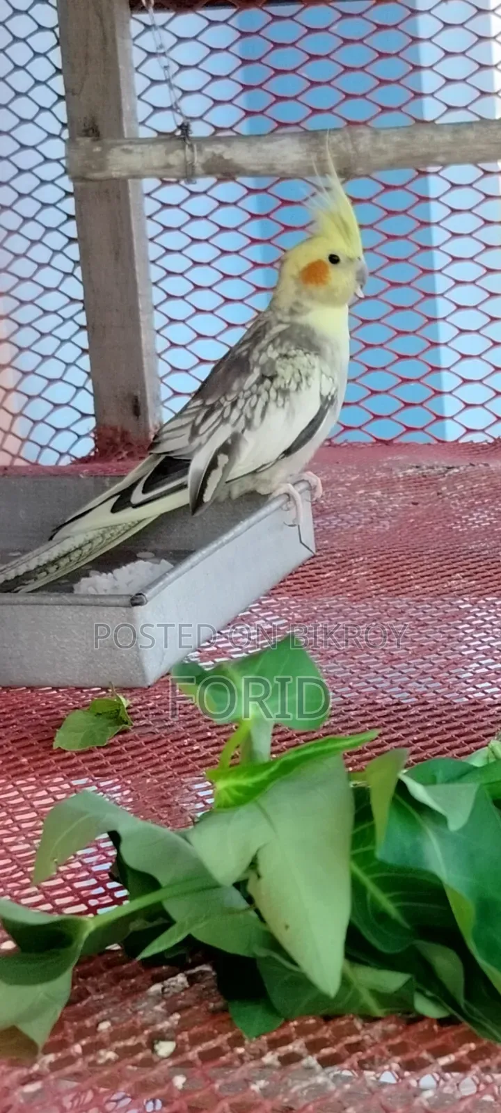 2 Pairs of Cockatiels
