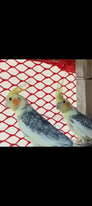 2 Pairs of Cockatiels