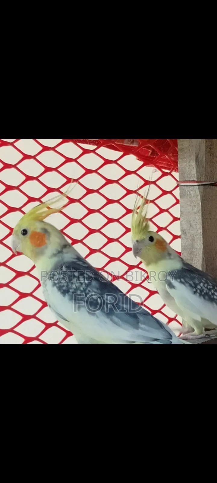 2 Pairs of Cockatiels