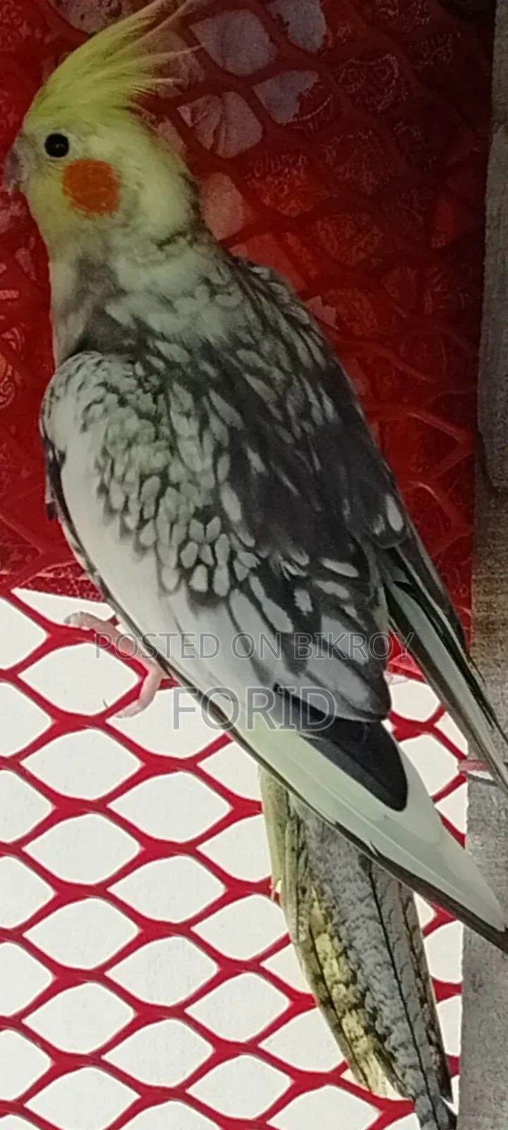 2 Pairs of Cockatiels