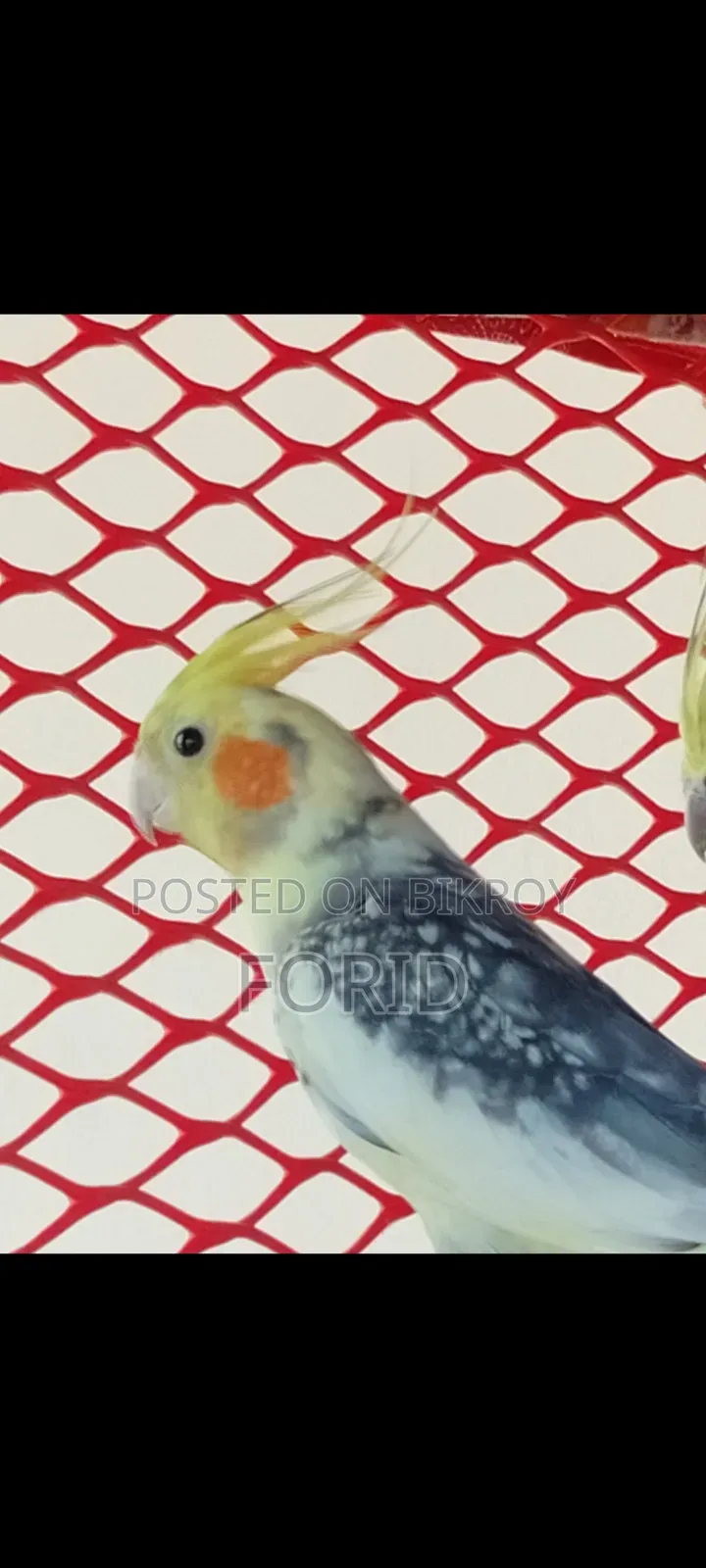 2 Pairs of Cockatiels