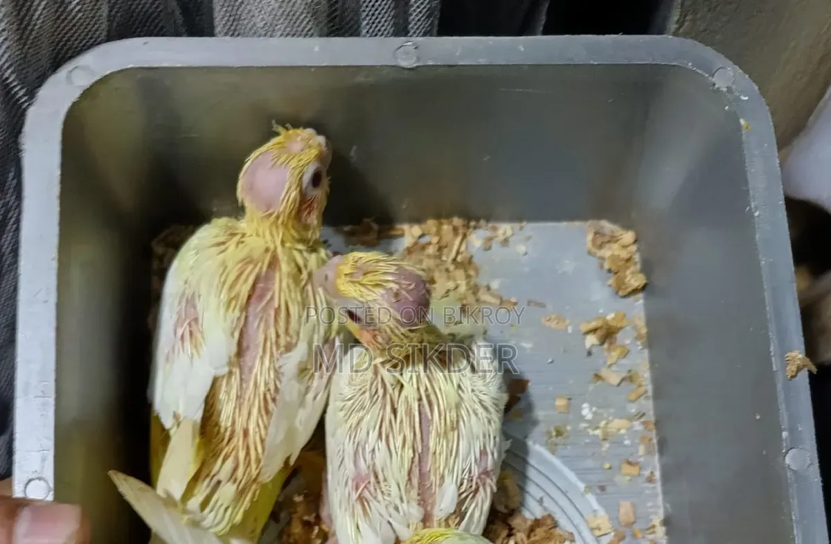 Cockatiel Bird Chicks Tame Size