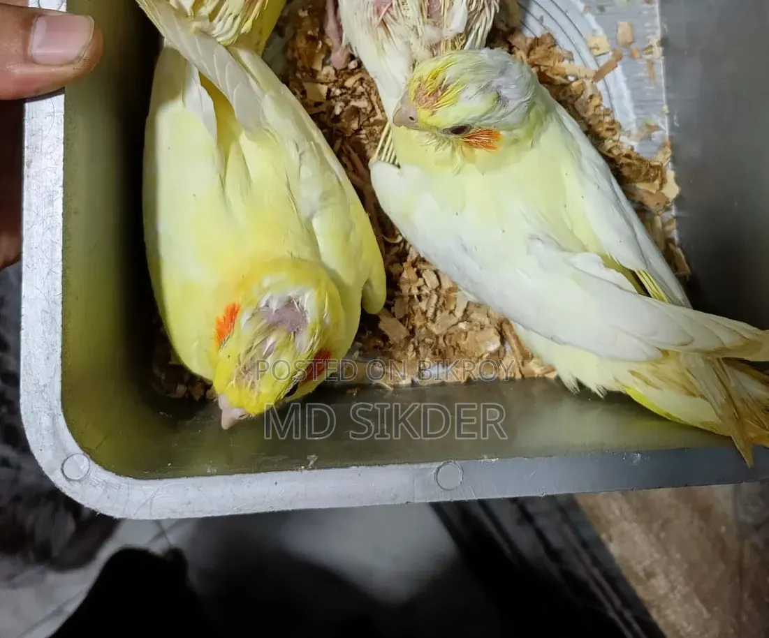 Cockatiel Bird Chicks Tame Size
