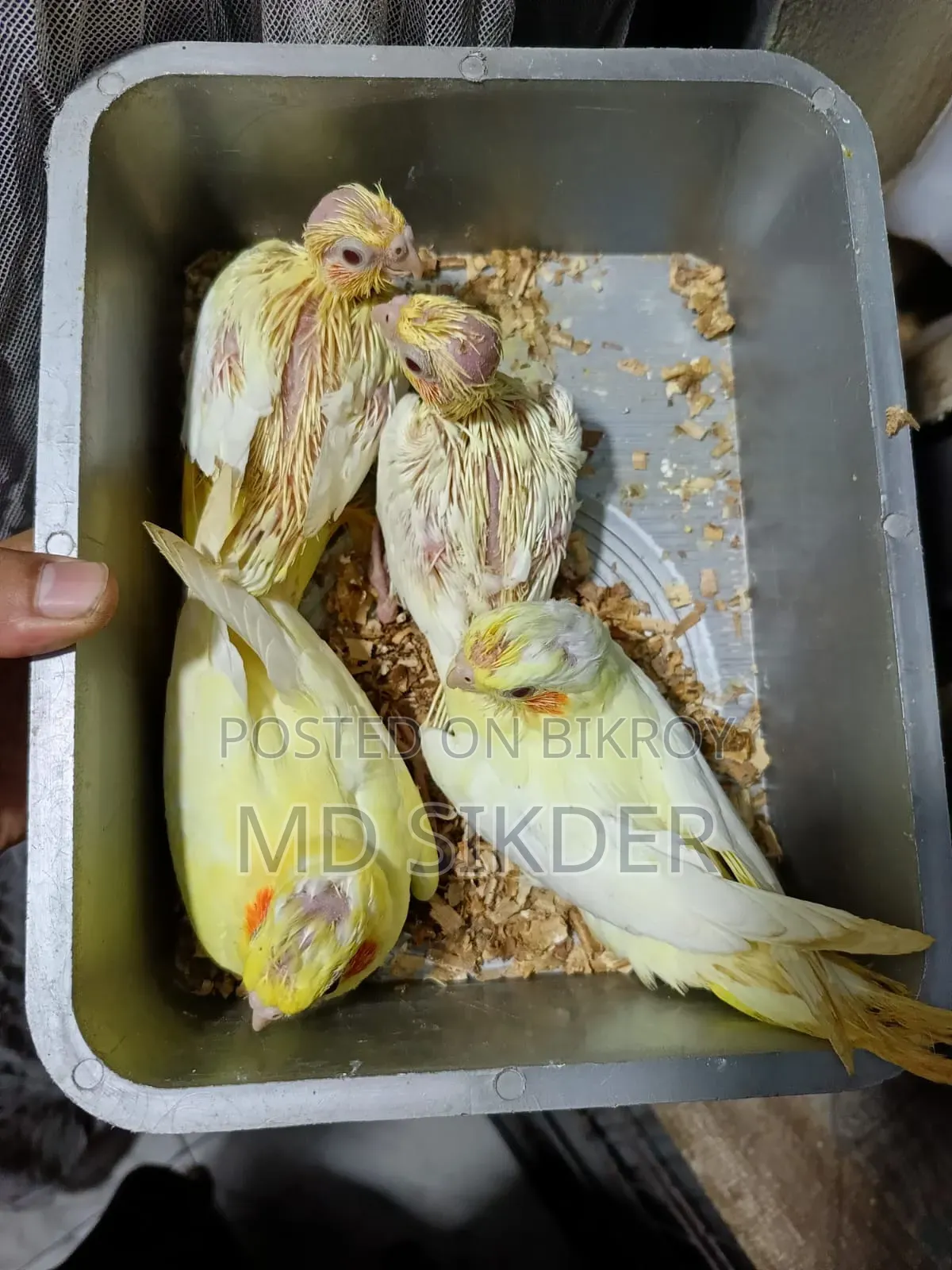 Cockatiel Bird Chicks Tame Size