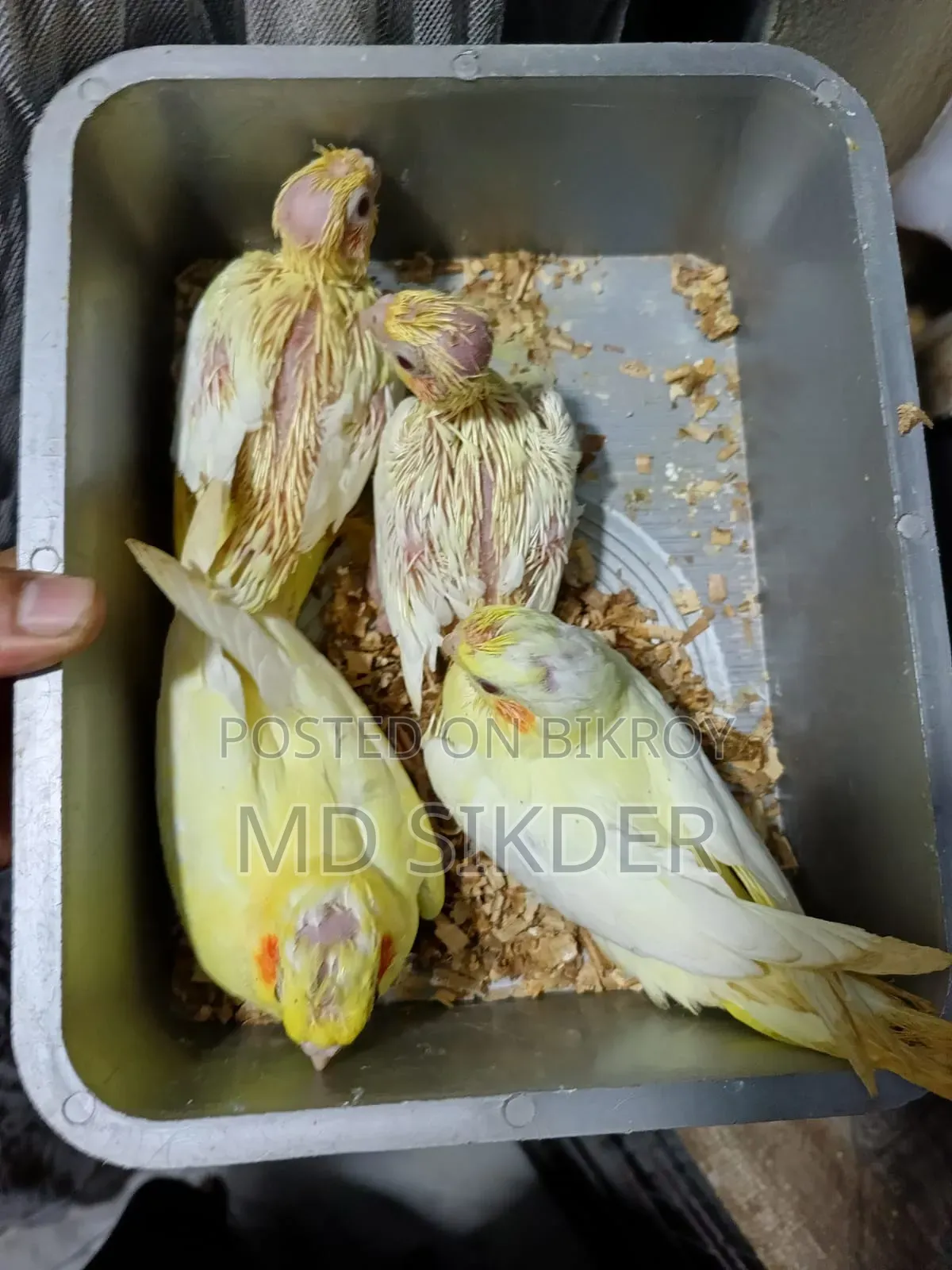 Cockatiel Bird Chicks Tame Size