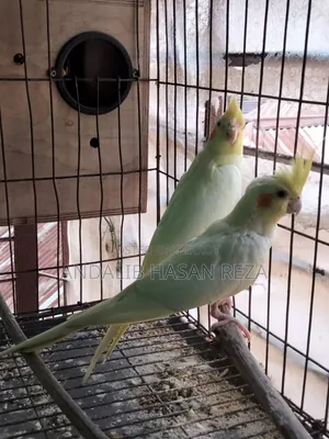 Cockatiel Bird