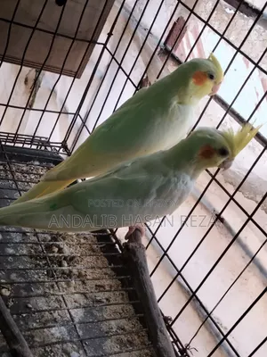 Cockatiel Bird