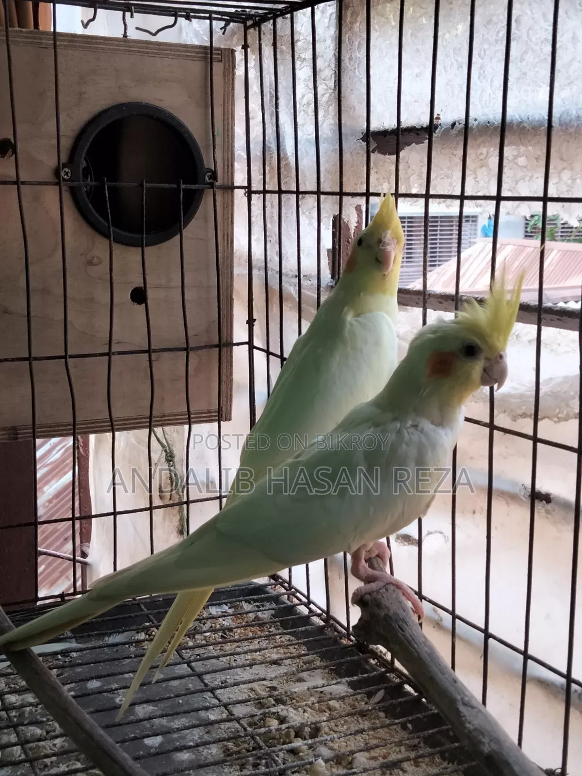Cockatiel Bird
