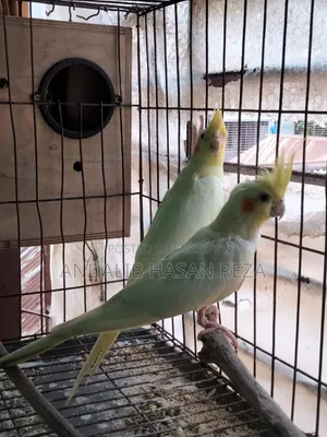 Cockatiel Bird