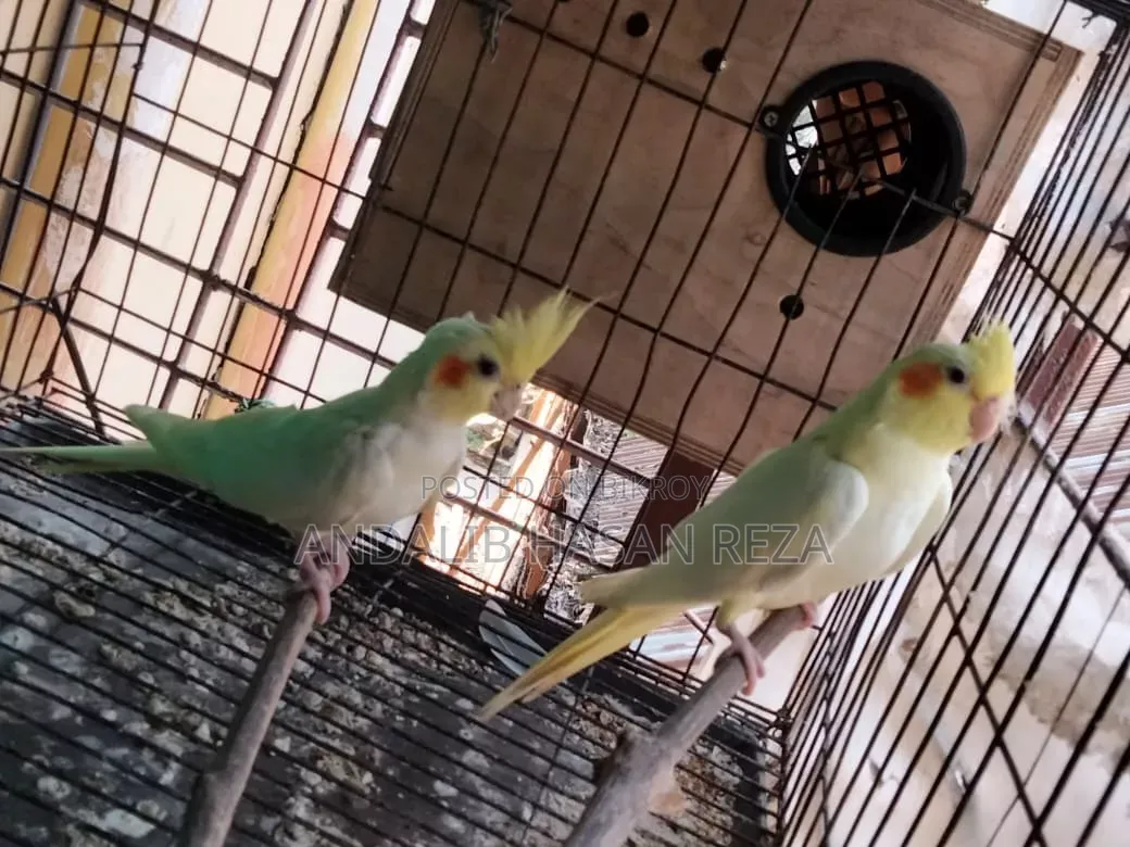 Cockatiel Bird