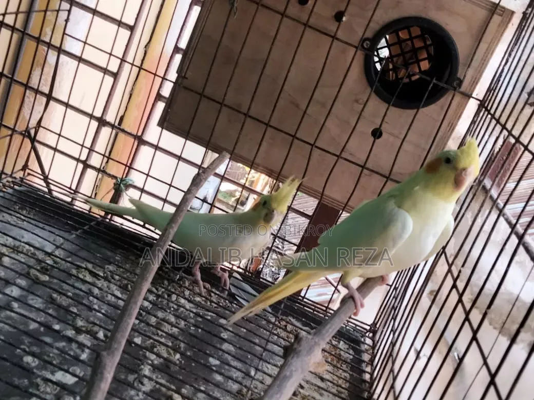 Cockatiel Bird