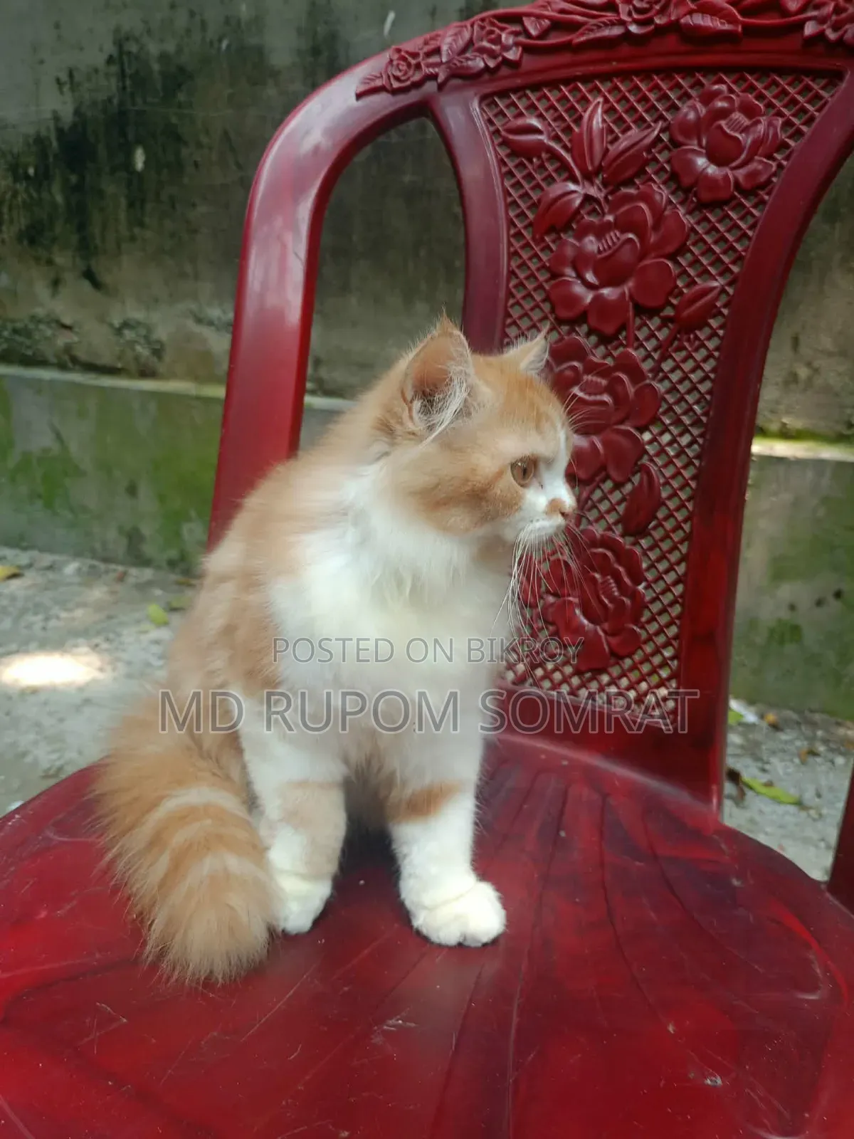 ৬-১২ মাসের নারী খাঁটি জাতের পার্সিান