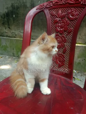 ৬-১২ মাসের নারী খাঁটি জাতের পার্সিান