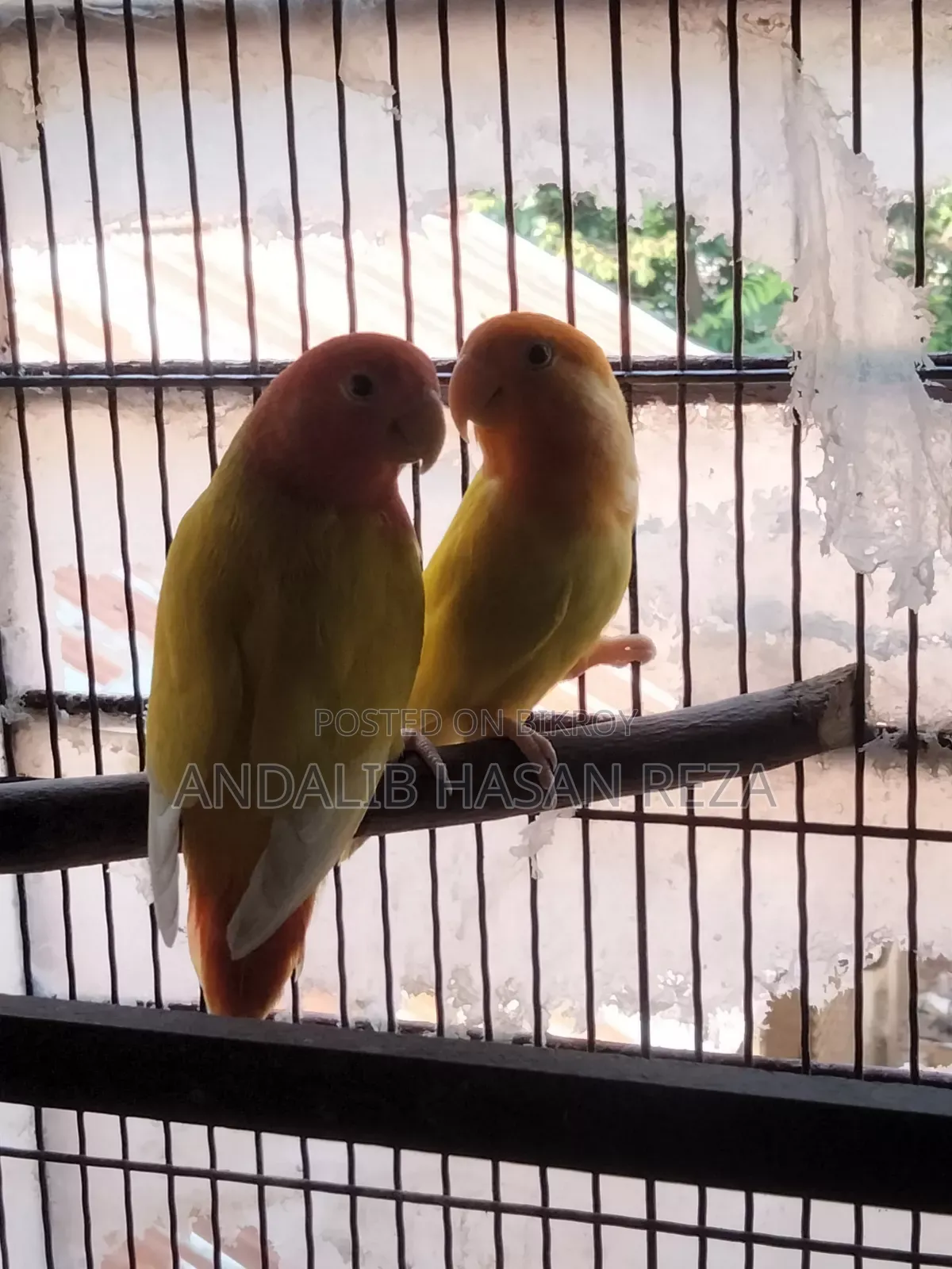 Lotino Lovebirds Master Pair