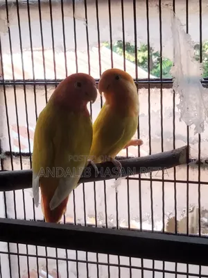Lotino Lovebirds Master Pair