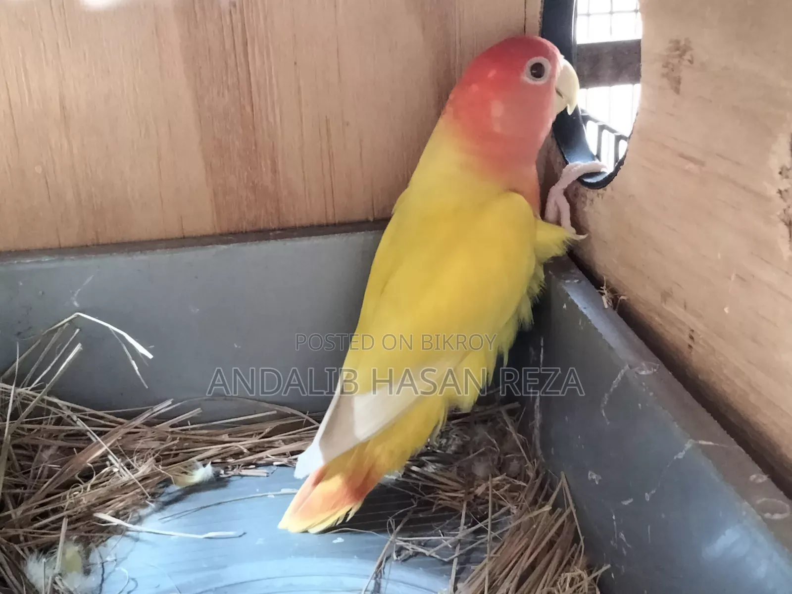Lotino Lovebirds Master Pair