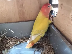 Lotino Lovebirds Master Pair