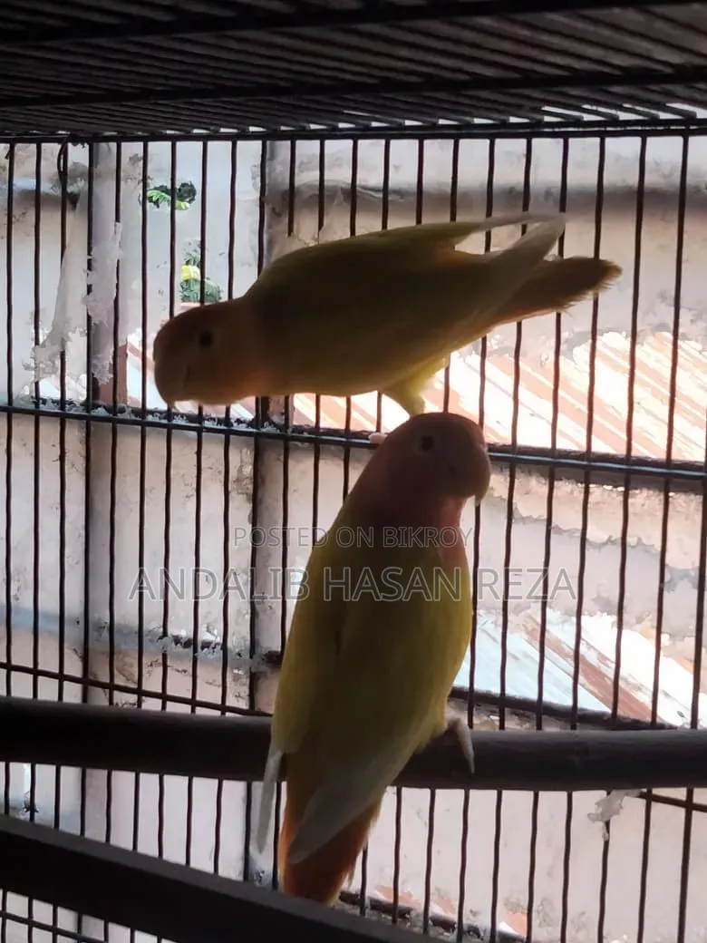 Lotino Lovebirds Master Pair