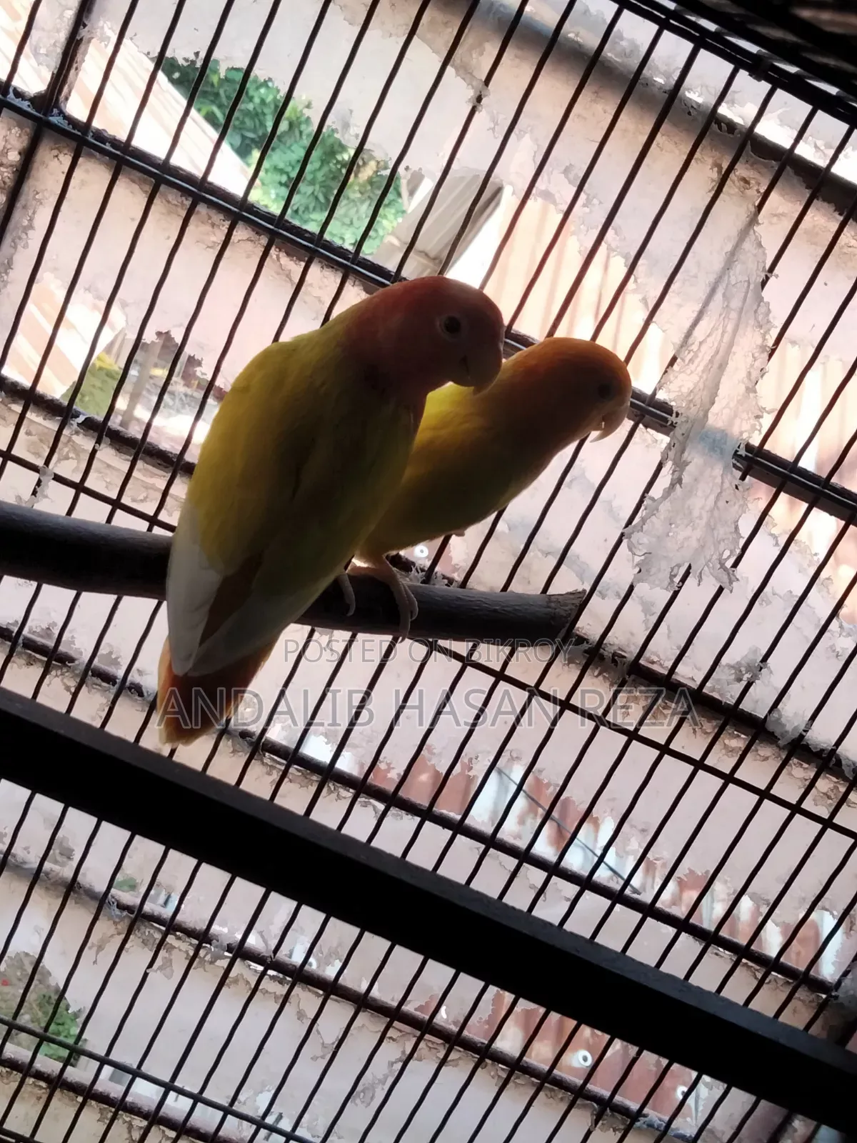Lotino Lovebirds Master Pair
