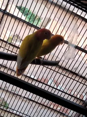 Lotino Lovebirds Master Pair