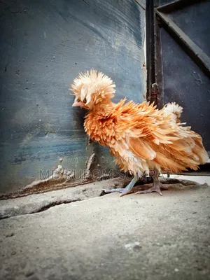 বাফ ফিজেল পুলিশ ক্যাপ