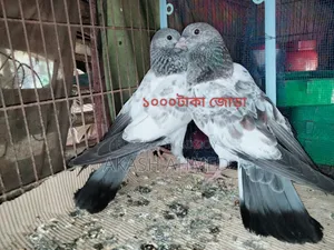 1 Pair of Lalpari and Pakistani Pigeon Squabs