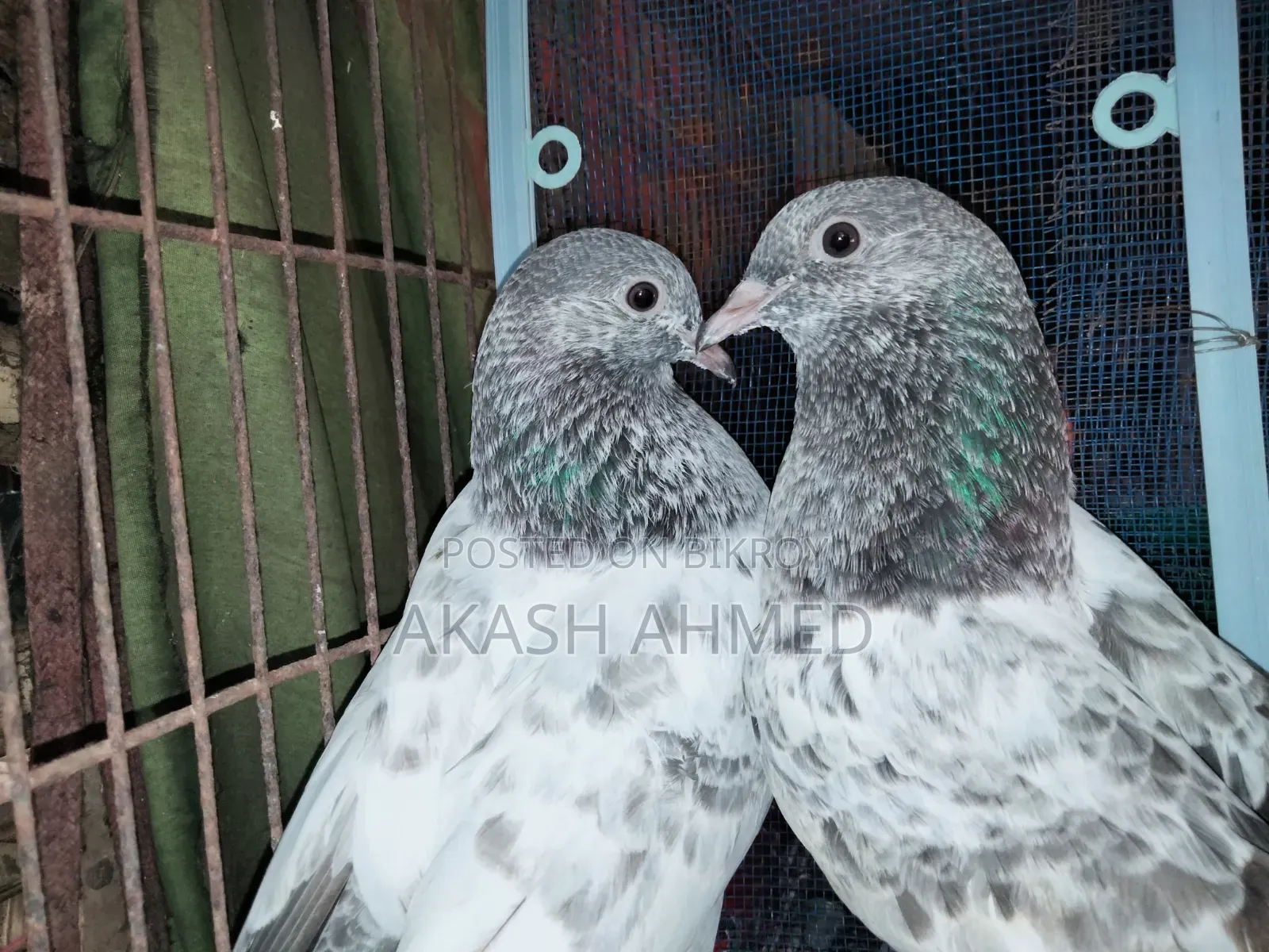 1 Pair of Lalpari and Pakistani Pigeon Squabs