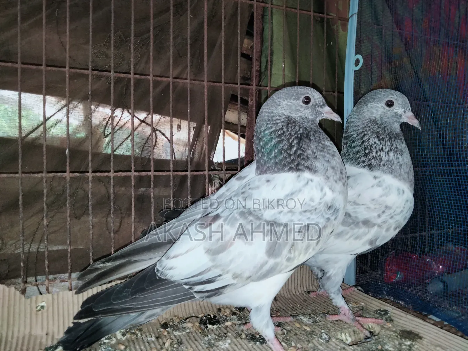 1 Pair of Lalpari and Pakistani Pigeon Squabs